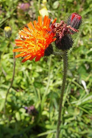 Hieracium aurantiacum \ Orangerotes Habichtskraut / Orange Hawkweed, Fox and Cubs, D Oberstdorf 22.6.2011