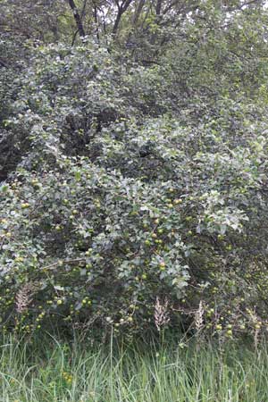 Malus sylvestris \ Holz-Apfel, Wild-Apfel / Crab Apple, D Pfalz, Speyer 3.7.2012