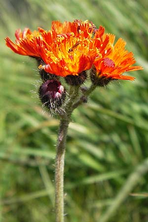 Hieracium aurantiacum / Orange Hawkweed, Fox and Cubs, D Black-Forest, Hornisgrinde 30.7.2013