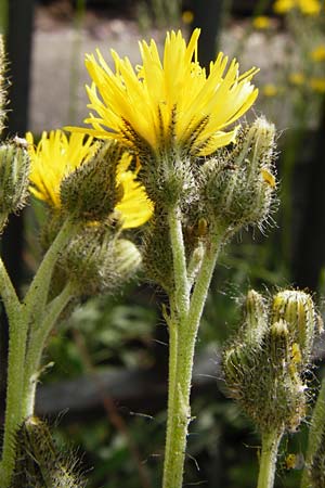 Hieracium auriculoides \ Pannonisches Habichtskraut, D Karlsruhe 28.5.2014