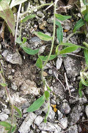 Hieracium auriculoides \ Pannonisches Habichtskraut, D Karlsruhe 28.5.2014