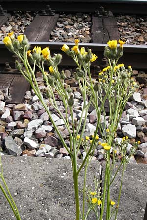 Hieracium auriculoides \ Pannonisches Habichtskraut, D Karlsruhe 28.5.2014