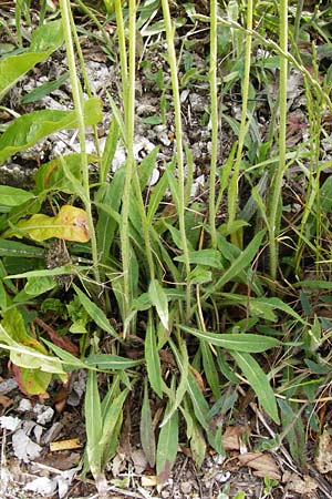 Hieracium auriculoides \ Pannonisches Habichtskraut, D Karlsruhe 28.5.2014