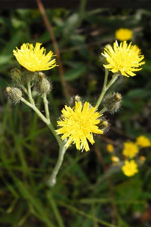 Hieracium auriculoides \ Pannonisches Habichtskraut, D Karlsruhe 28.5.2014