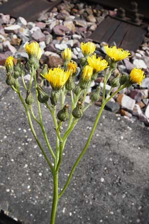 Hieracium auriculoides \ Pannonisches Habichtskraut / Pannonic Hawkweed, D Karlsruhe 28.5.2014