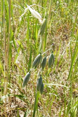 Avena sativa \ Saat-Hafer / Common Oat, D Abensberg 13.6.2014