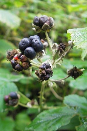 Rubus corylifolius agg. \ Haselblatt-Brombeere / Hazel-Leaved Bramble, D Franken/Franconia Happurg 6.8.2011