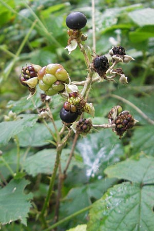 Rubus corylifolius agg. \ Haselblatt-Brombeere / Hazel-Leaved Bramble, D Franken/Franconia Happurg 6.8.2011