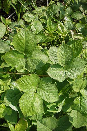 Rubus corylifolius agg. \ Haselblatt-Brombeere / Hazel-Leaved Bramble, D Lauterbach bei/near Fulda 30.5.2012