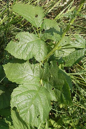 Rubus corylifolius agg. \ Haselblatt-Brombeere / Hazel-Leaved Bramble, D Lauterbach bei/near Fulda 30.5.2012