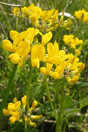 Hippocrepis comosa \ Hufeisenklee / Horseshoe Vetch, D Bensheim 2.5.2009