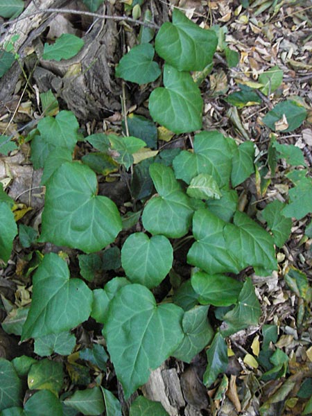 Hedera colchica \ Kolchis-Efeu / Georgian Ivy, D Frankfurt-Niederrad 19.9.2012