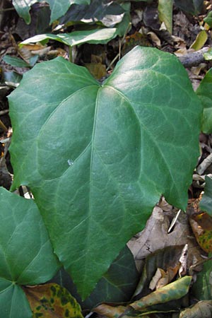 Hedera colchica \ Kolchis-Efeu, D Frankfurt-Niederrad 19.9.2012