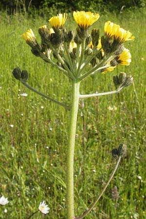 Hieracium cymosum \ Trugdoldiges Habichtskraut / Cymose Hawkweed, D Ostheim vor der Rhön 7.6.2013