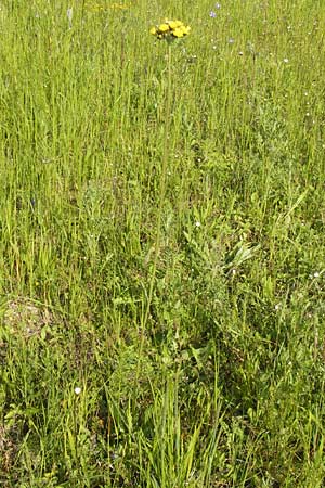 Hieracium cymosum \ Trugdoldiges Habichtskraut / Cymose Hawkweed, D Ostheim vor der Rhön 7.6.2013