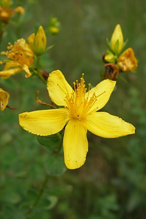 Hypericum desetangsii \ Gewhnliches Bastard-Johanniskraut, D Pfalz, Speyer 3.7.2012