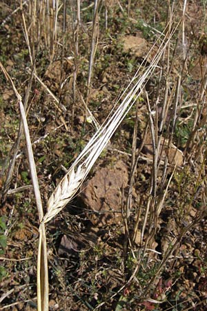 Hordeum distichon \ Zweizeilige Gerste, D Gladenbach 17.8.2013