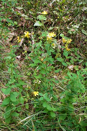 Hypericum dubium \ Stumpfes Johanniskraut, D Odenwald, Erbach 24.8.2013