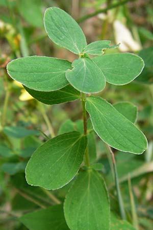 Hypericum dubium \ Stumpfes Johanniskraut, D Odenwald, Erbach 24.8.2013