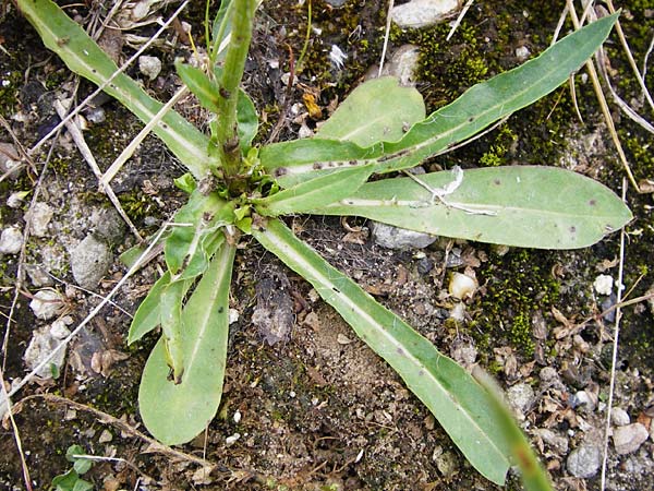 Hieracium duerkhemiense \ Drkheimer Habichtskraut / Duerkheim Hawkweed, D Groß-Gerau 29.5.2014