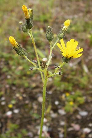 Hieracium duerkhemiense \ Drkheimer Habichtskraut / Duerkheim Hawkweed, D Groß-Gerau 29.5.2014