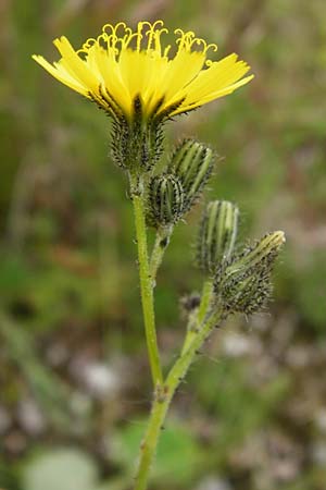 Hieracium duerkhemiense \ Drkheimer Habichtskraut / Duerkheim Hawkweed, D Groß-Gerau 29.5.2014