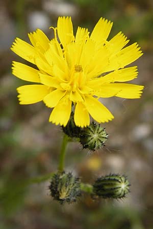 Hieracium duerkhemiense \ Drkheimer Habichtskraut / Duerkheim Hawkweed, D Groß-Gerau 29.5.2014