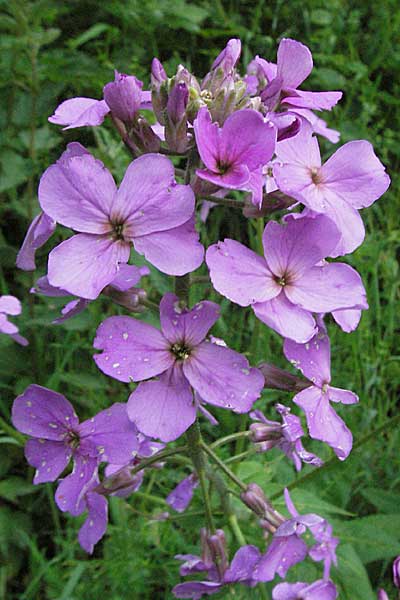 Hesperis matronalis \ Gewhnliche Nachtviole, D Odenwald, Gorxheim 23.5.2006