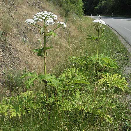 Heracleum mantegazzianum \ Riesen-Brenklau, Herkulesstaude, D Darmstadt 25.6.2006