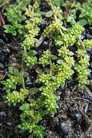 Herniaria glabra \ Kahles Bruchkraut / Rupture-Wort, D Schwetzingen 4.9.2006