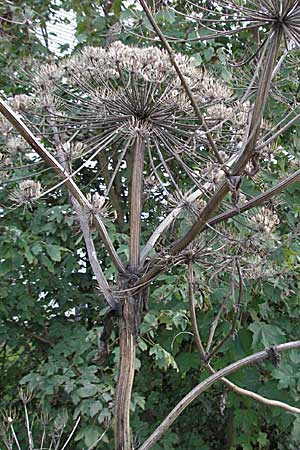 Heracleum mantegazzianum / Giant Hogweed, D Heidelberg 4.10.2006