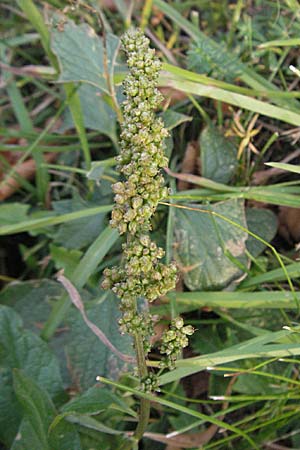 Blitum bonus-henricus \ Guter Heinrich, D Sachsen-Anhalt, Blankenburg 4.11.2006