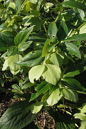 Helleborus cyclophyllus \ Kreisblttrige Nieswurz / Greek Hellebore, D Weinheim an der Bergstraße, Botan. Gar.  Hermannshof 28.3.2007