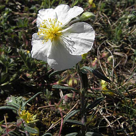 Helianthemum apenninum \ Apennin-Sonnenrschen / White Rock-Rose, D Karlstadt 14.4.2007