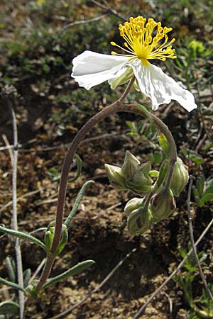 Helianthemum apenninum \ Apennin-Sonnenrschen / White Rock-Rose, D Karlstadt 14.4.2007