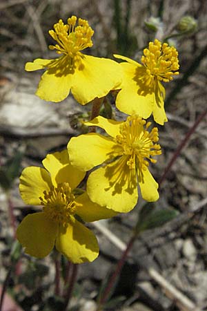 Helianthemum canum \ Graues Sonnenrschen / Hoary Rock-Rose, D Karlstadt 14.4.2007