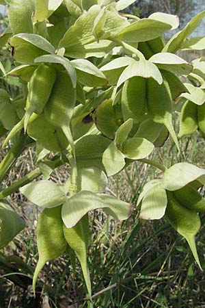 Helleborus foetidus / Stinking Hellebore, D Neuleiningen 17.4.2007