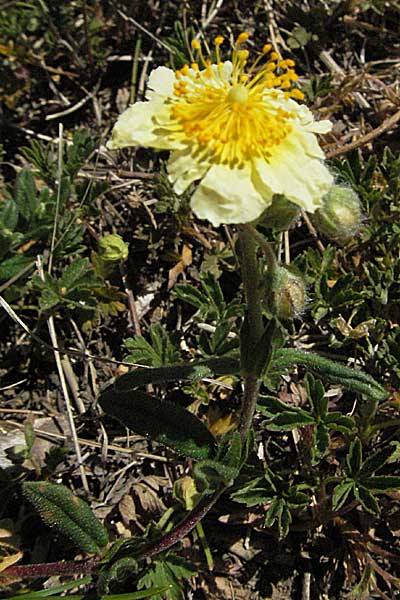 Helianthemum apenninum x canum \ Sonnenrschen-Hybride, D Karlstadt 30.4.2007