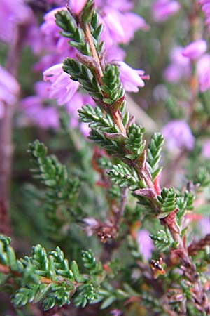 Calluna vulgaris \ Heidekraut, Besen-Heide / Heather, D Rheinhessen, Wonsheim 2.9.2008