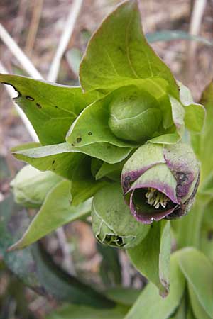 Helleborus foetidus / Stinking Hellebore, D Neuleiningen 24.1.2009