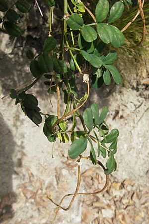 Hippocrepis emerus \ Strauchwicke / Scorpion Senna, D Bodman 17.6.2011