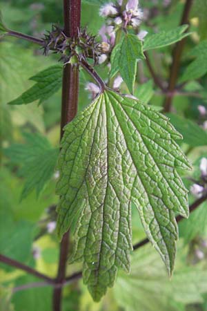 Leonurus cardiaca subsp. cardiaca / Motherwort, D Bruchsal 23.6.2012