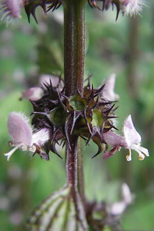 Leonurus cardiaca subsp. cardiaca / Motherwort, D Bruchsal 23.6.2012