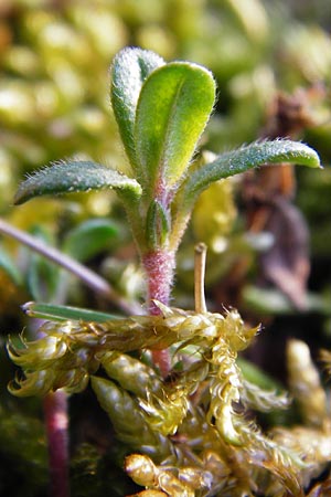 Helianthemum nummularium \ Kleinblttriges Sonnenrschen, D Mannheim 25.3.2014