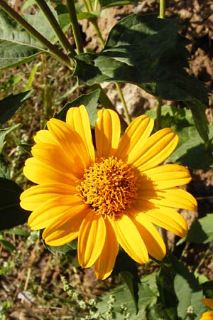 Heliopsis helianthoides / Sunflower Heliopsis, D Reilingen 18.8.2014