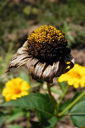 Heliopsis helianthoides \ Sonnenauge, D Reilingen 18.8.2014