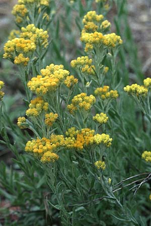 Helichrysum arenarium \ Sand-Strohblume, D Mannheim 24.7.2005