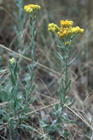 Helichrysum arenarium / Yellow Everlasting Daisy, D Mannheim 24.7.2005