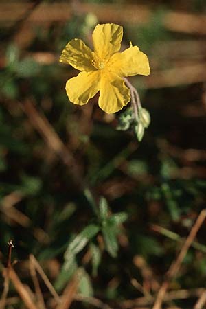 Helianthemum nummularium \ Kleinblttriges Sonnenrschen / Common Rock-Rose, D Mannheim 23.10.2005