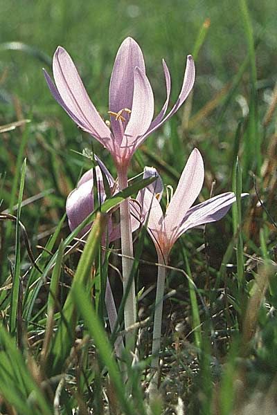 Colchicum autumnale / Meadow Saffron, Autumn Crocus, D Odenwald, Waldmichelbach 19.9.2003